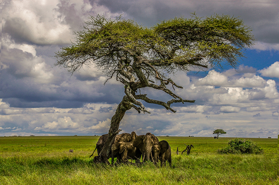 eelefants 1  web