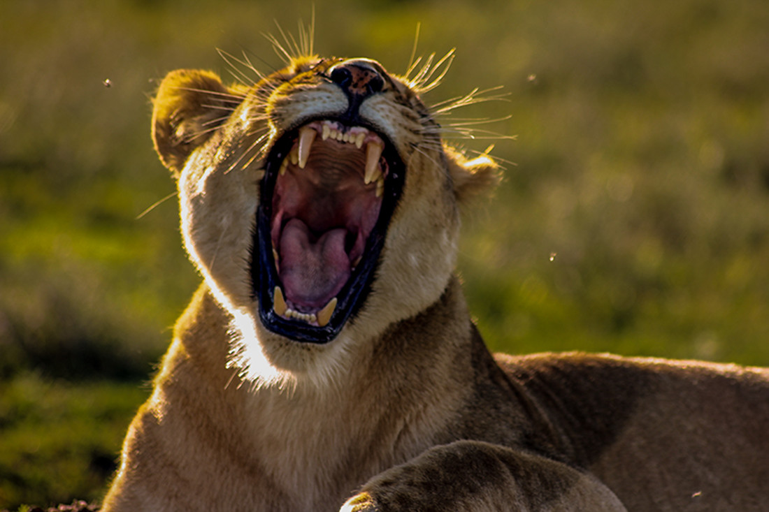 lleo boca oberta web