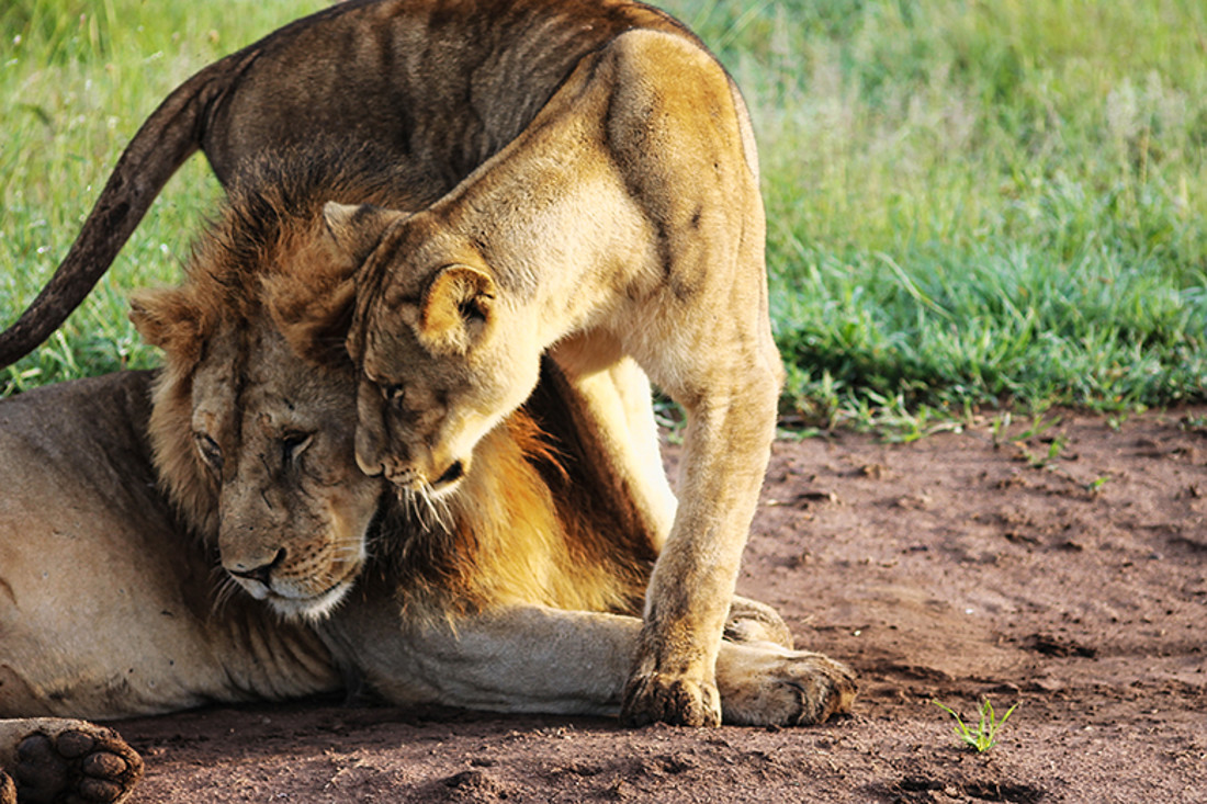 mag 1 30x45 lleon edi web