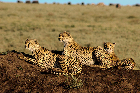 Tanzania. Guepardos en el Parque del Serengeti. 